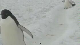 情侣小视频国产区,国产情侣小视频甜蜜瞬间大盘点  第2张